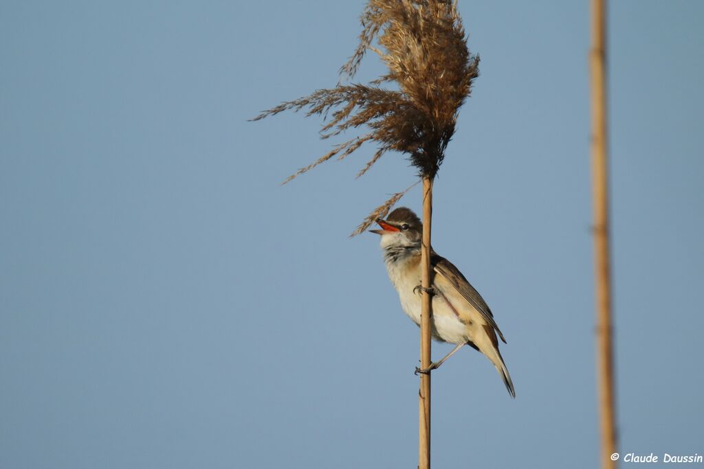 Great Reed Warbler