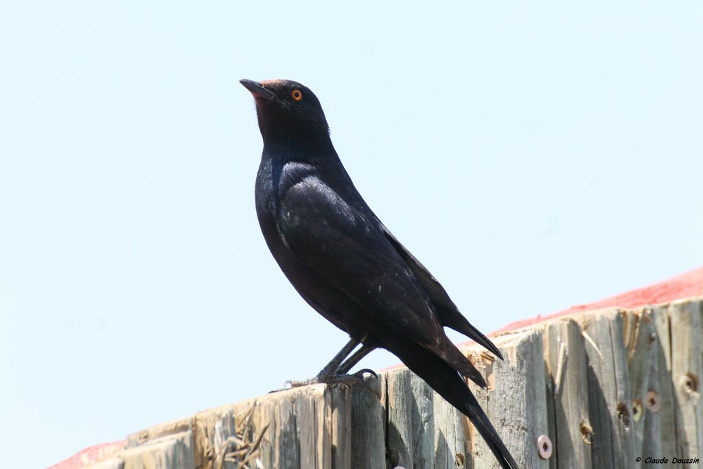 Pale-winged Starling