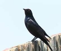 Pale-winged Starling