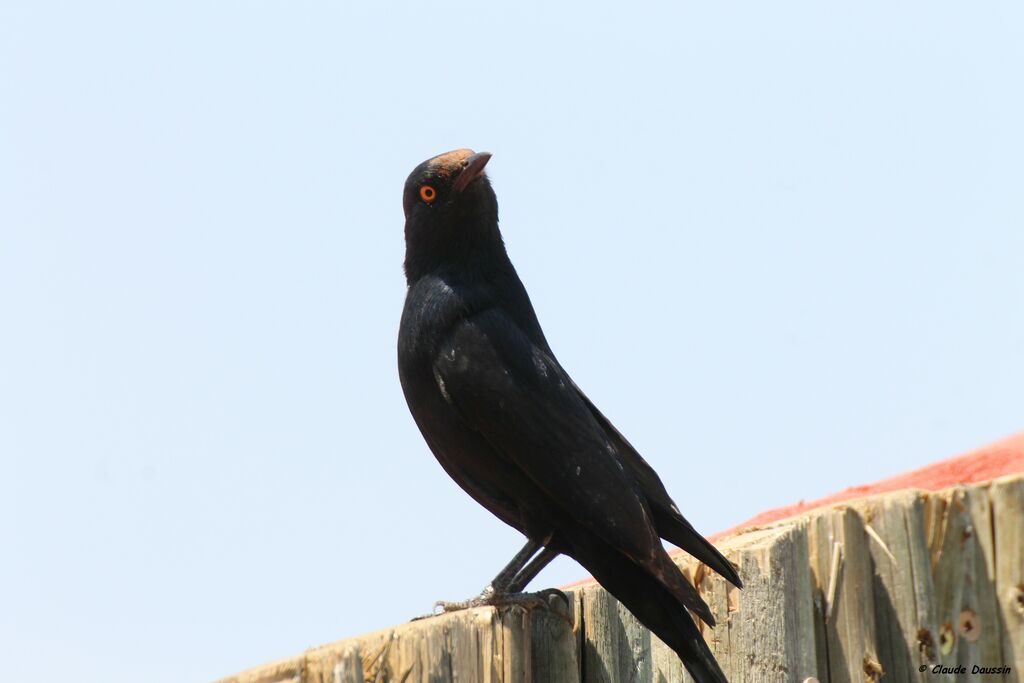 Pale-winged Starling