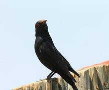 Pale-winged Starling