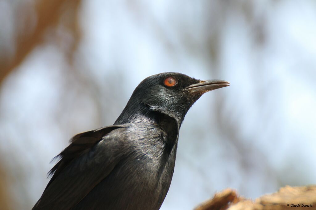 Pale-winged Starling