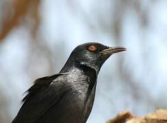 Pale-winged Starling