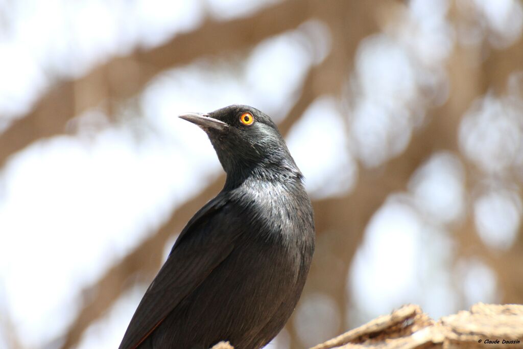 Pale-winged Starling