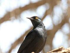 Pale-winged Starling