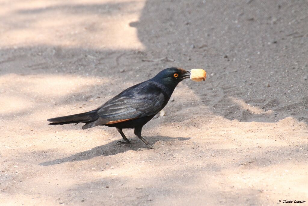 Pale-winged Starling