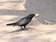 Pale-winged Starling