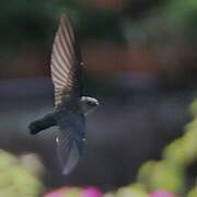 Cave Swiftlet