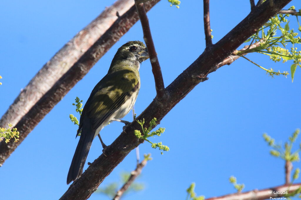 Saltator gros-bec