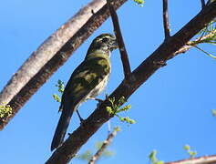 Lesser Antillean Saltator