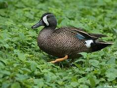 Blue-winged Teal