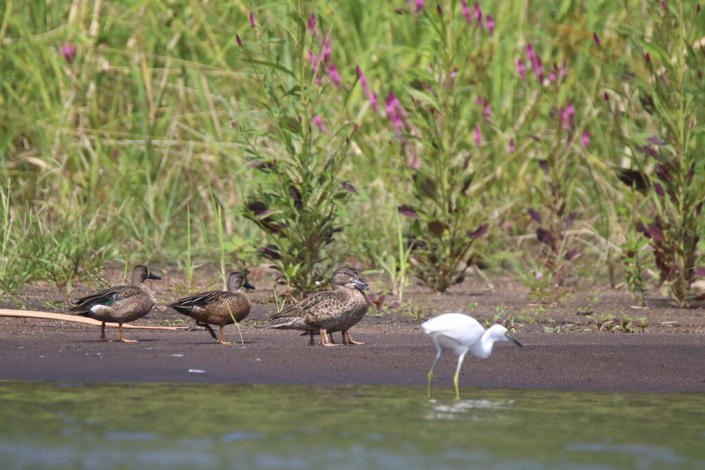 Blue-winged Tealadult