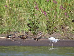 Blue-winged Teal