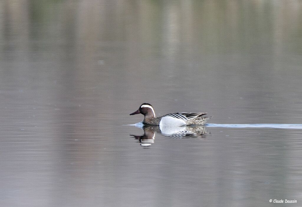 Garganey