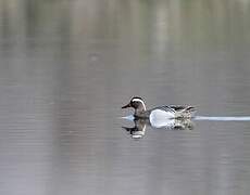 Garganey