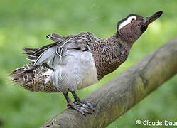 Garganey