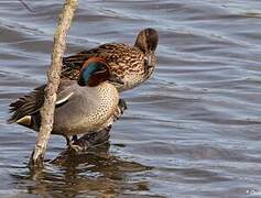 Eurasian Teal