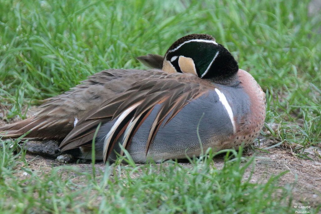 Baikal Teal