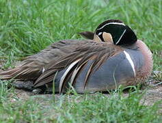 Baikal Teal