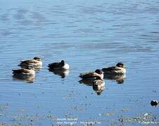 Yellow-billed Teal