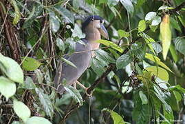 Boat-billed Heron