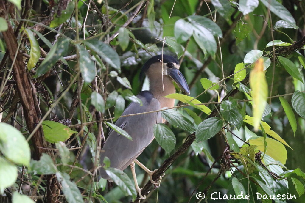 Boat-billed Heron