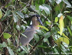 Boat-billed Heron