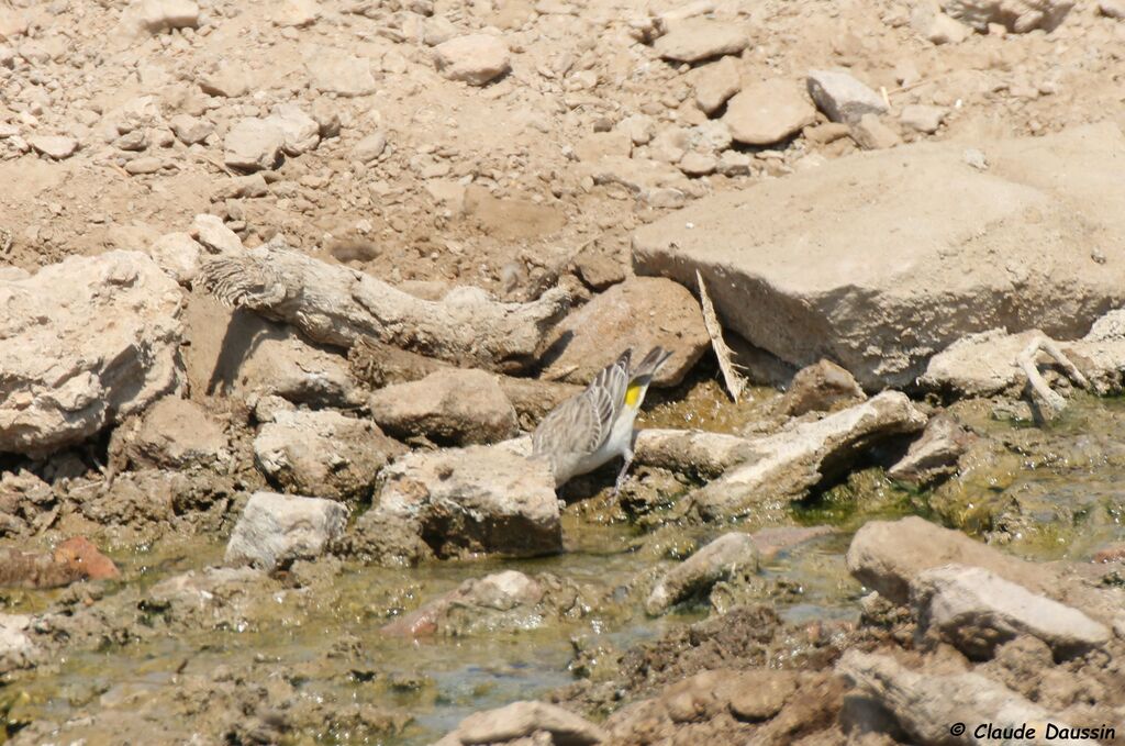 Serin à gorge blanche