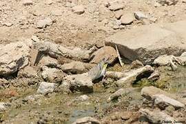 White-throated Canary