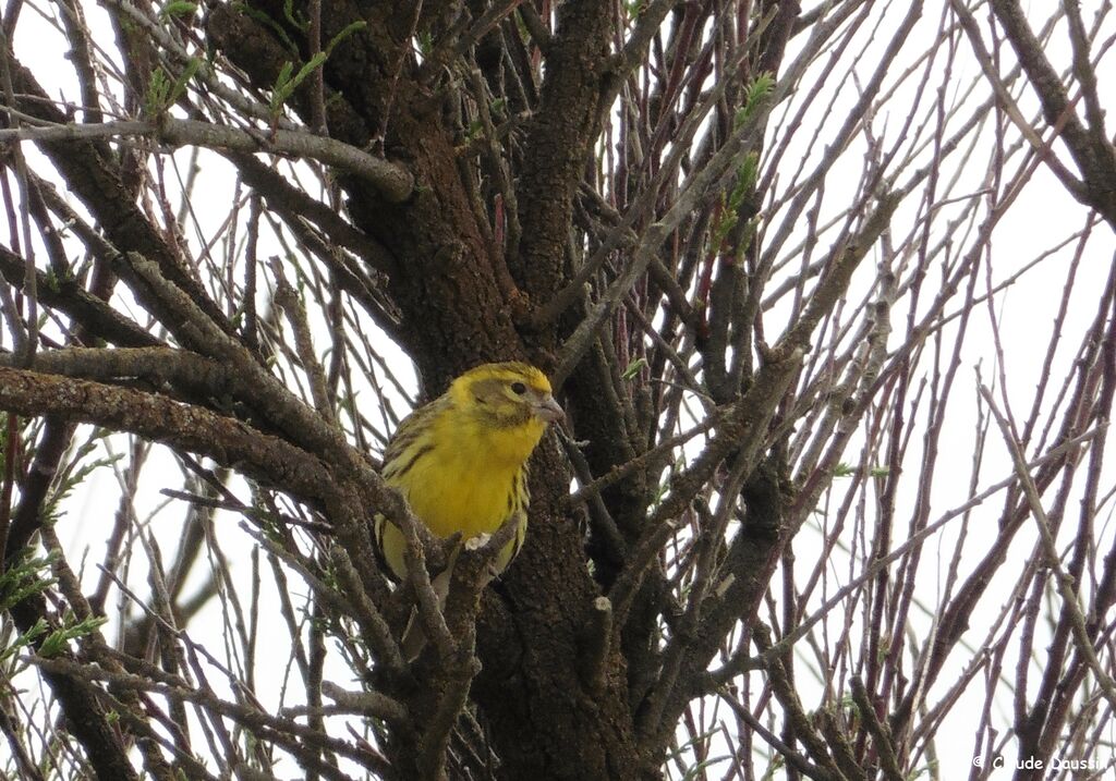 European Serin