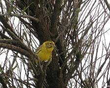 European Serin