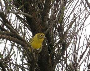 Serin cini