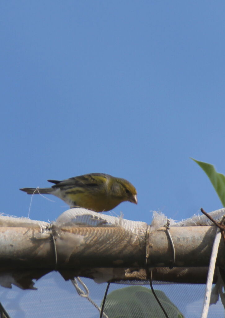 Atlantic Canary