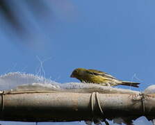 Atlantic Canary