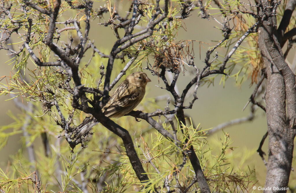 Serin des Canaries