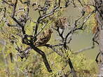 Serin des Canaries