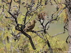 Atlantic Canary