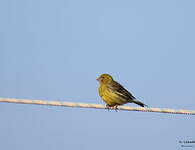 Serin des Canaries