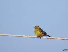 Atlantic Canary