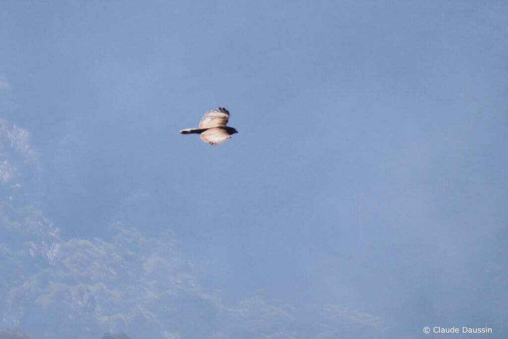Sulawesi Serpent Eagleadult, Flight