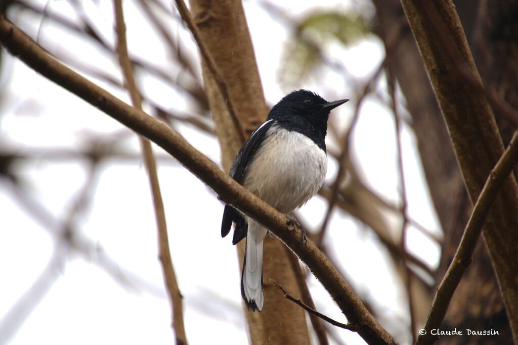 Oriental Magpie-Robin