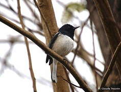 Oriental Magpie-Robin