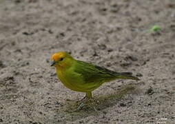 Saffron Finch