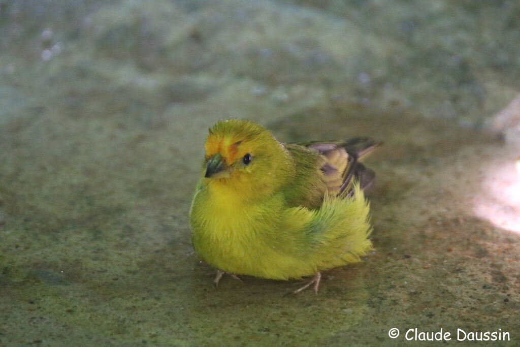 Saffron Finch