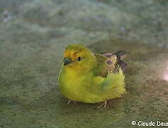 Saffron Finch