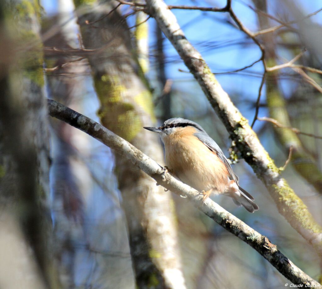Eurasian Nuthatch
