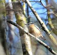 Eurasian Nuthatch