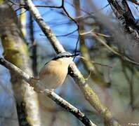 Eurasian Nuthatch