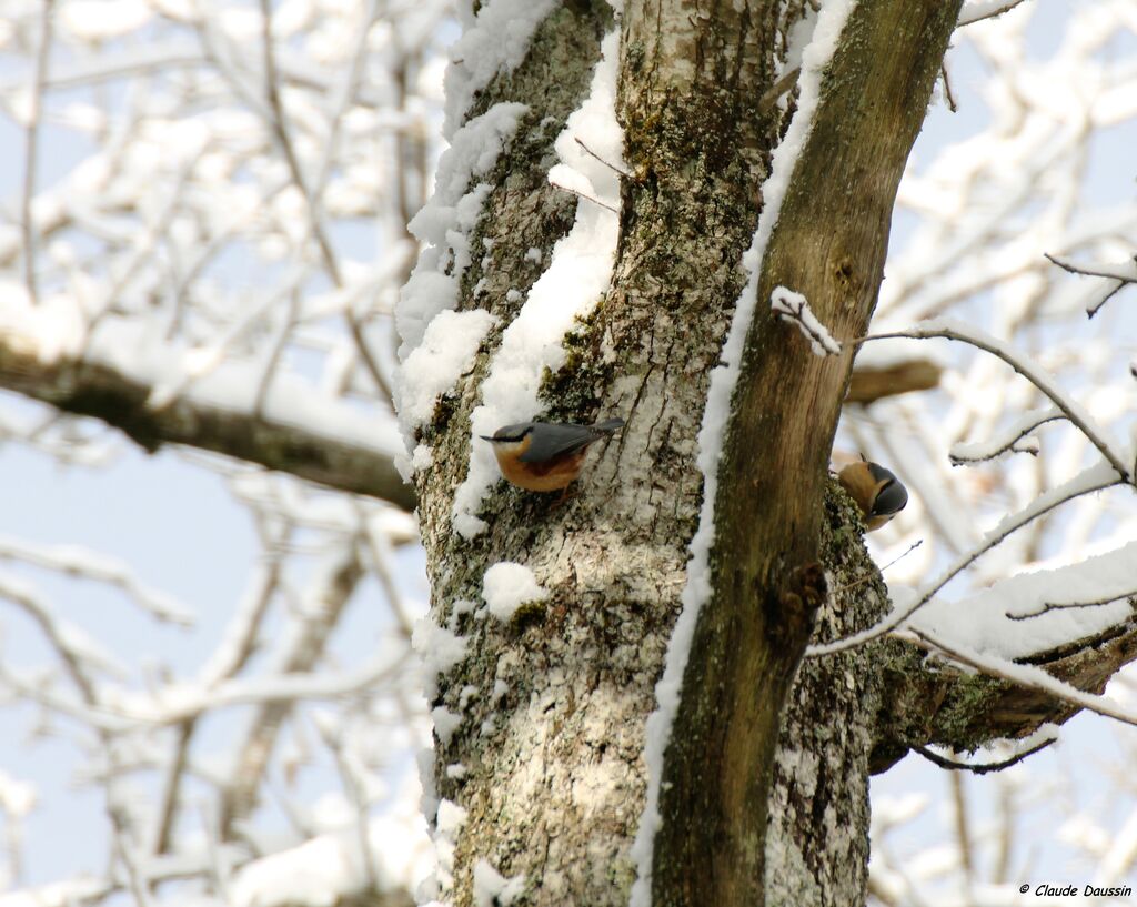 Eurasian Nuthatch