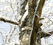 Eurasian Nuthatch